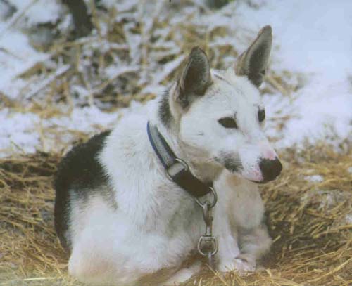 aafes the little lost sled dog